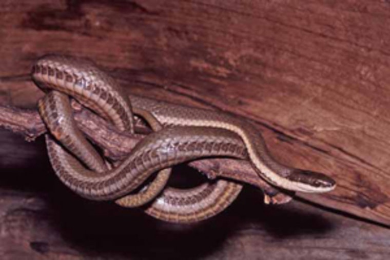 Wisconsin's Queensnake at Risk as Washington County Approves Emerald Drive Culvert Replacement