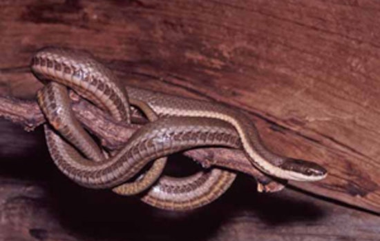 Wisconsin's Queensnake at Risk as Washington County Approves Emerald Drive Culvert Replacement
