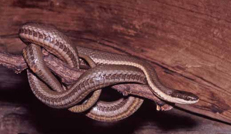 Wisconsin's Queensnake at Risk as Washington County Approves Emerald Drive Culvert Replacement
