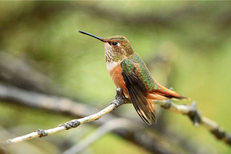 Witness the Wonder of Hummingbirds at Utah's Banding Event in Northeastern Utah