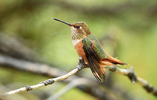 Witness the Wonder of Hummingbirds at Utah's Banding Event in Northeastern Utah