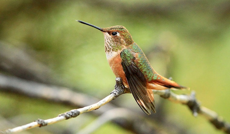Witness the Wonder of Hummingbirds at Utah's Banding Event in Northeastern Utah