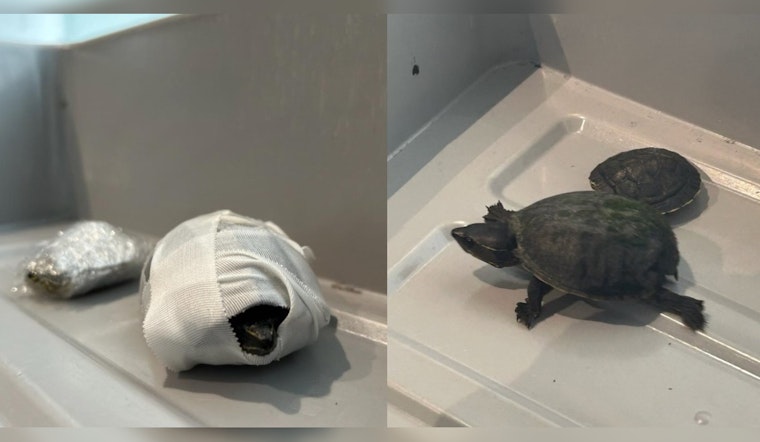 Woman Caught Smuggling Turtles in Bra at Miami International Airport, One Reptile Perishes