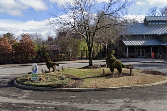 Zoo Knoxville Eagerly Anticipates Arrival of Endangered Western Lowland Gorilla Offspring in Late 2025