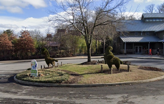 Zoo Knoxville Eagerly Anticipates Arrival of Endangered Western Lowland Gorilla Offspring in Late 2025
