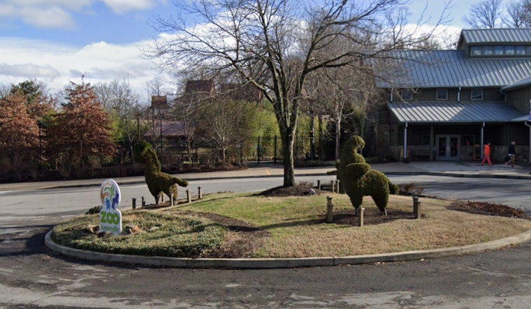 Zoo Knoxville Eagerly Anticipates Arrival of Endangered Western Lowland Gorilla Offspring in Late 2025