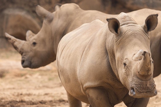 Zoo Knoxville Welcomes New Southern White Rhino Siblings to Enhance Conservation Efforts