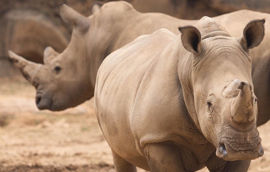 Zoo Knoxville Welcomes New Southern White Rhino Siblings to Enhance Conservation Efforts