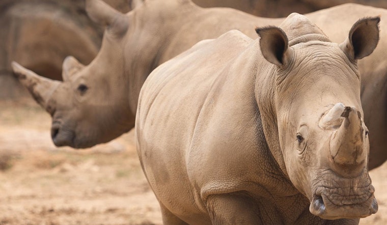 Zoo Knoxville Welcomes New Southern White Rhino Siblings to Enhance Conservation Efforts