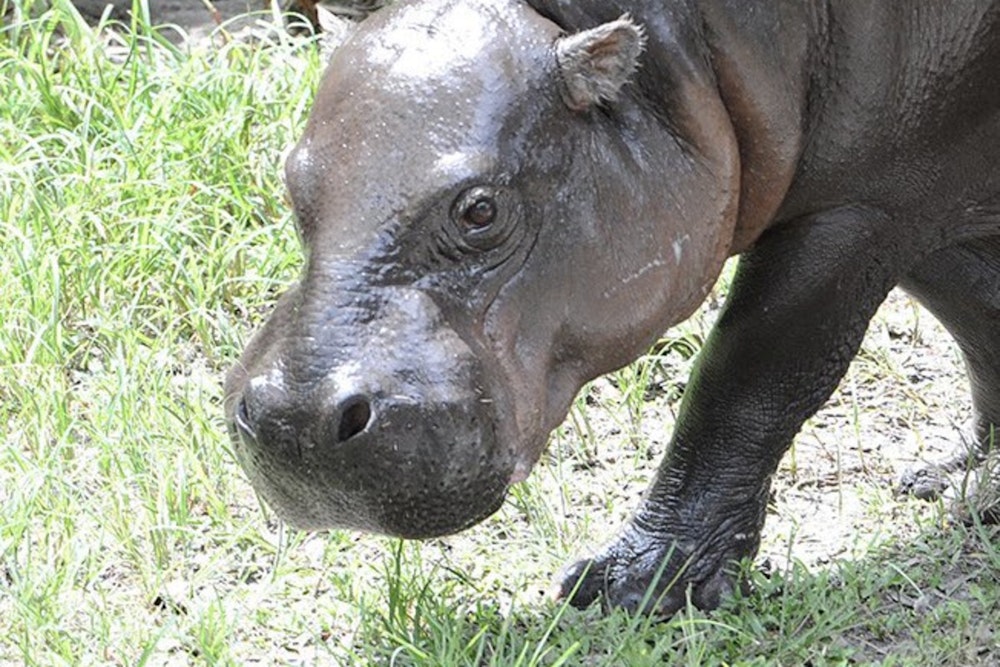 Zoo Miami Veterinarians Rally to Aid Endangered Pygmy Hippo With Health Complications