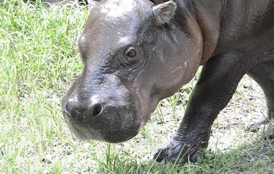 Zoo Miami Veterinarians Rally to Aid Endangered Pygmy Hippo With Health Complications