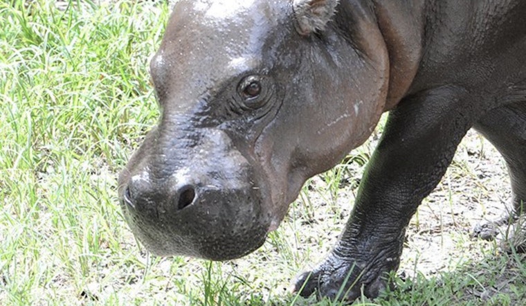 Zoo Miami Veterinarians Rally to Aid Endangered Pygmy Hippo With Health Complications