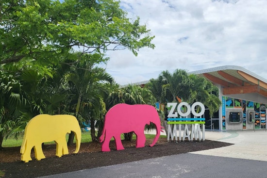 Zoo Miami Welcomes Rare Caribbean Flamingo Chick Amid Conservation Success