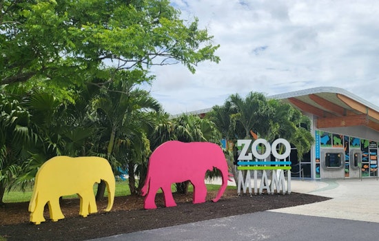 Zoo Miami Welcomes Rare Caribbean Flamingo Chick Amid Conservation Success