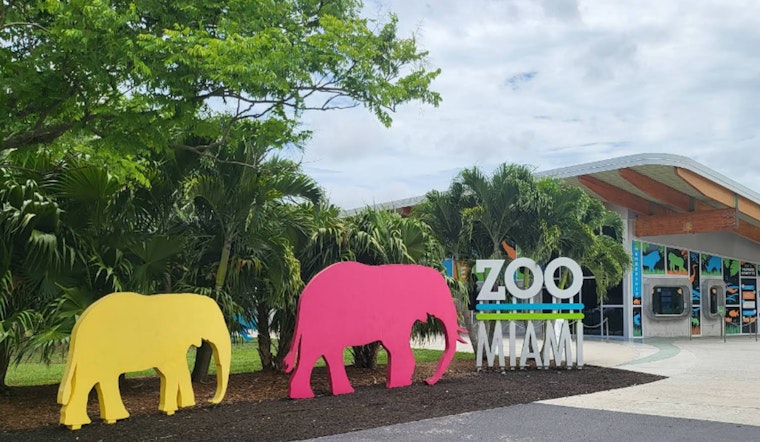 Zoo Miami Welcomes Rare Caribbean Flamingo Chick Amid Conservation Success