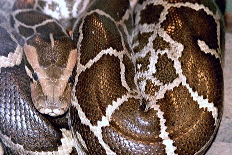 20-Foot Python Named Apple Rescued from LA Apartment Complex Dumpster by "Reptile Hunter"