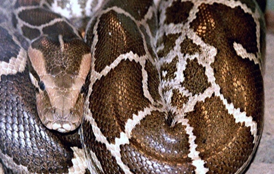 20-Foot Python Named Apple Rescued from LA Apartment Complex Dumpster by "Reptile Hunter"