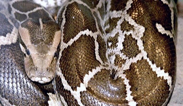 20-Foot Python Named Apple Rescued from LA Apartment Complex Dumpster by "Reptile Hunter"