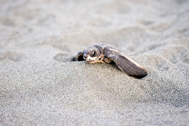 23 Sea Turtle Hatchlings Found Dead in Atlantic Beach, Unleashed Dogs Suspected as Culprits