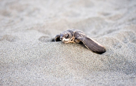 23 Sea Turtle Hatchlings Found Dead in Atlantic Beach, Unleashed Dogs Suspected as Culprits