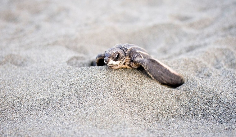 23 Sea Turtle Hatchlings Found Dead in Atlantic Beach, Unleashed Dogs Suspected as Culprits