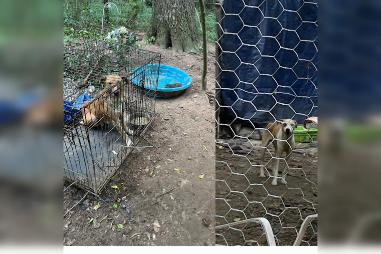 32 Dogs Rescued Amid Animal Abuse Allegations in Tunnel Hill by Georgia Department of Agriculture Law Enforcement