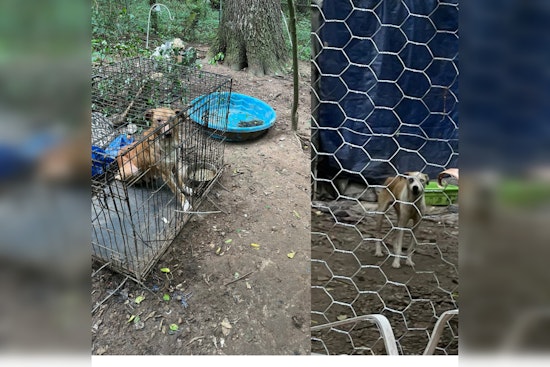 32 Dogs Rescued Amid Animal Abuse Allegations in Tunnel Hill by Georgia Department of Agriculture Law Enforcement
