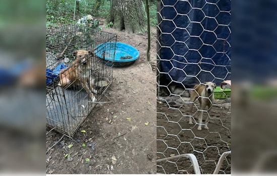 32 Dogs Rescued Amid Animal Abuse Allegations in Tunnel Hill by Georgia Department of Agriculture Law Enforcement