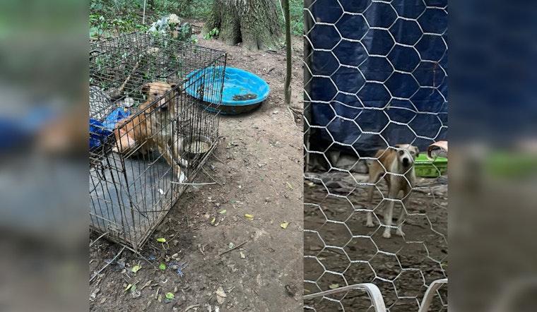 32 Dogs Rescued Amid Animal Abuse Allegations in Tunnel Hill by Georgia Department of Agriculture Law Enforcement