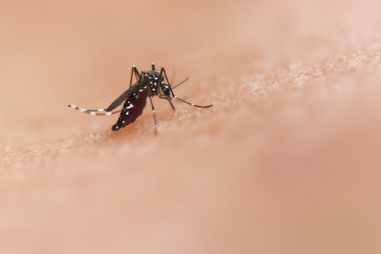 Allegheny County Records First Human Case of West Nile Virus in 2025, Plum Resident Recovering at Home