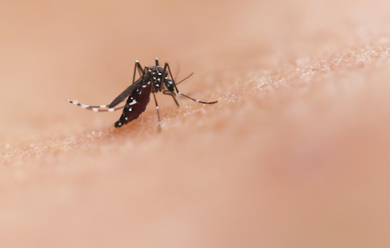 Allegheny County Records First Human Case of West Nile Virus in 2025, Plum Resident Recovering at Home