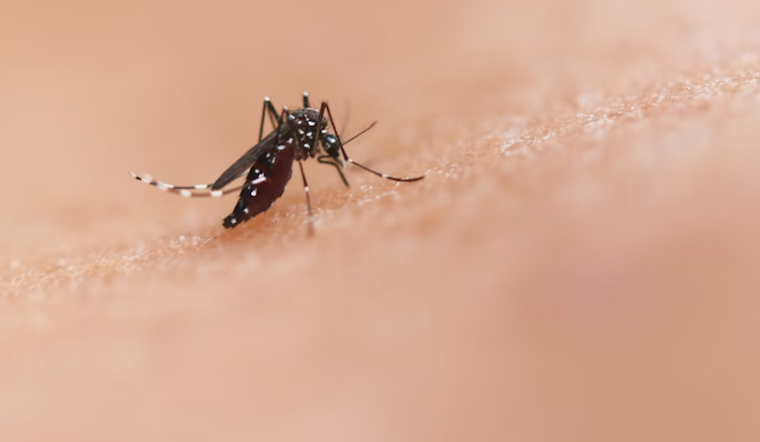 Allegheny County Records First Human Case of West Nile Virus in 2025, Plum Resident Recovering at Home
