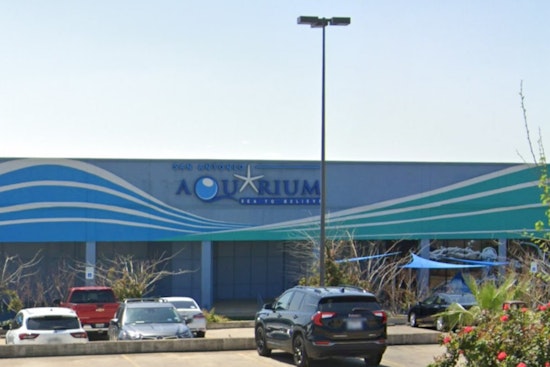 Animal Welfare Concerns Arise at San Antonio Aquarium After Octopus-Child Incident Sparks PETA Protest