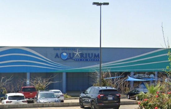 Animal Welfare Concerns Arise at San Antonio Aquarium After Octopus-Child Incident Sparks PETA Protest