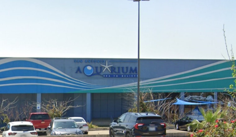 Animal Welfare Concerns Arise at San Antonio Aquarium After Octopus-Child Incident Sparks PETA Protest