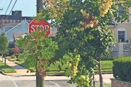 Apple Valley Urges Residents to Maintain Clear Sightlines at Intersections for Safety