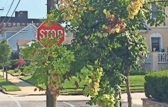 Apple Valley Urges Residents to Maintain Clear Sightlines at Intersections for Safety