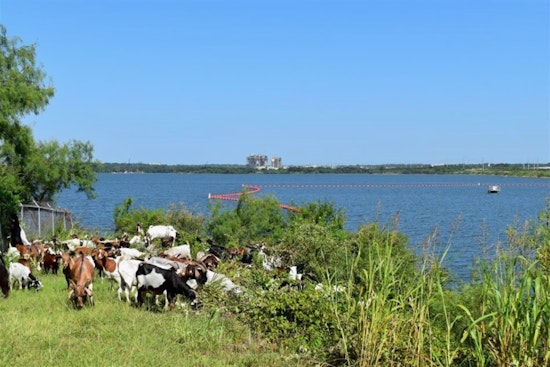 Arlington Enlists Eco-Friendly Goat Herd for Sustainable Vegetation Management at Lake Arlington Dam
