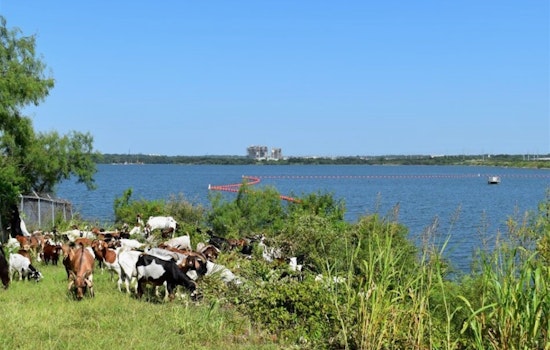 Arlington Enlists Eco-Friendly Goat Herd for Sustainable Vegetation Management at Lake Arlington Dam
