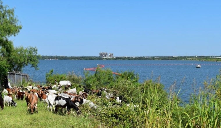 Arlington Enlists Eco-Friendly Goat Herd for Sustainable Vegetation Management at Lake Arlington Dam