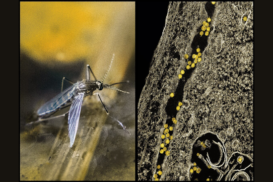 Arlington Launches Ground Spraying to Combat West Nile Virus Following Positive Tests
