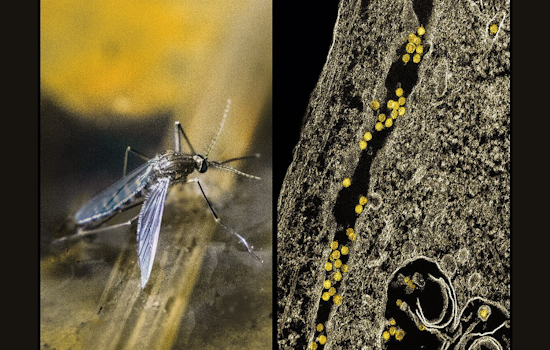 Arlington Launches Ground Spraying to Combat West Nile Virus Following Positive Tests