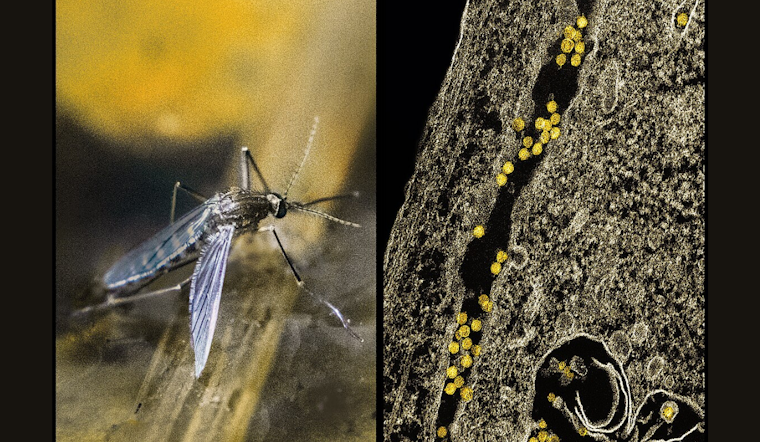 Arlington Launches Ground Spraying to Combat West Nile Virus Following Positive Tests