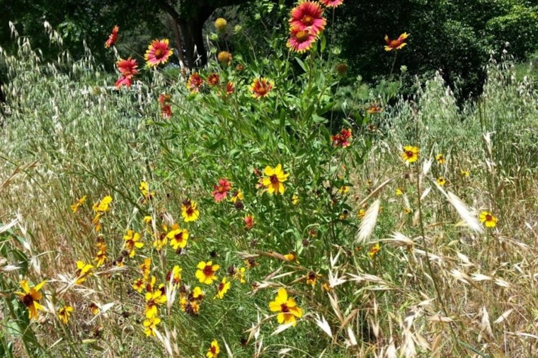 Austin Parks to Begin Annual Wildflower Meadow Mowing on August 11 to Enhance Ecosystem Health