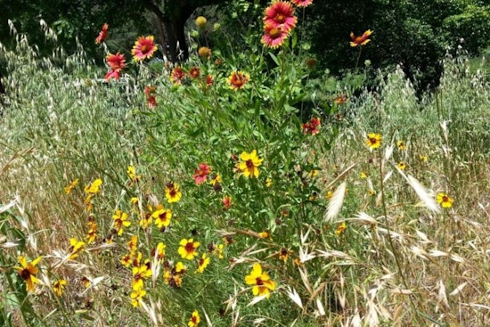 Austin Parks to Begin Annual Wildflower Meadow Mowing on August 11 to Enhance Ecosystem Health
