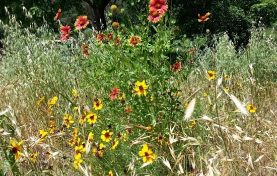 Austin Parks to Begin Annual Wildflower Meadow Mowing on August 11 to Enhance Ecosystem Health