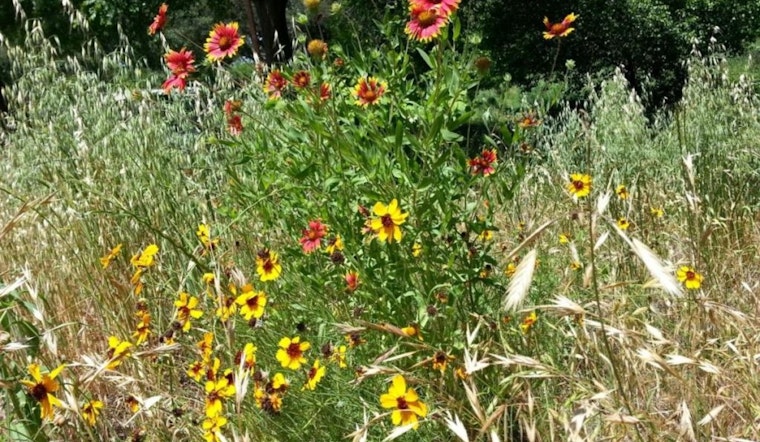 Austin Parks to Begin Annual Wildflower Meadow Mowing on August 11 to Enhance Ecosystem Health