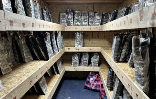 Authorities Bust Major Illegal Cannabis Operation in Bronx, Arrest 11 Suspected of Running 'Budzotic' Smoke Shop
