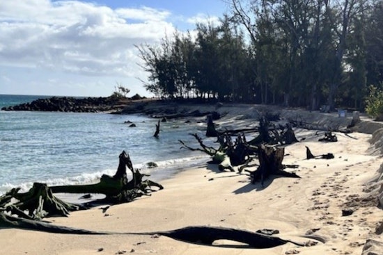 Baldwin Beach in Maui to Close Temporarily for Tree Stump Removal