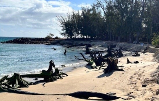 Baldwin Beach in Maui to Close Temporarily for Tree Stump Removal